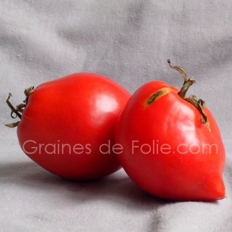 Tomate TETON de VENUS