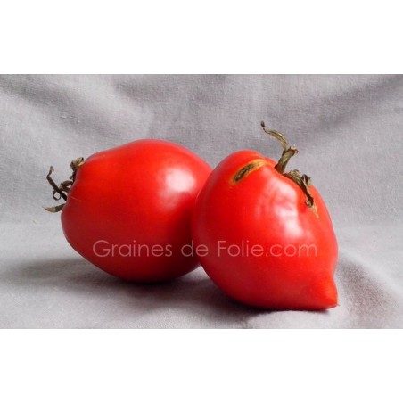 Tomate TETON de VENUS