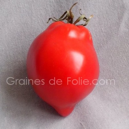 Tomate TETON de VENUS