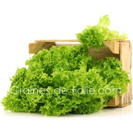 Laitue à couper Frisée - LOLLO BIONDA