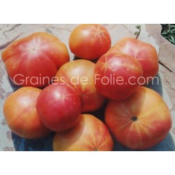 Tomate ALLEMANDE DOREE