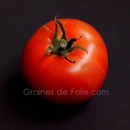 Tomate LANGUEDOCIENNE