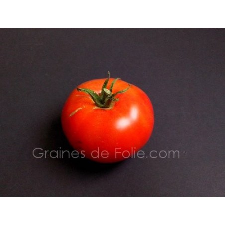 Tomate LANGUEDOCIENNE