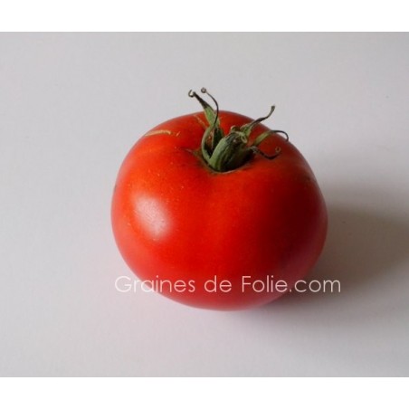 Tomate LANGUEDOCIENNE