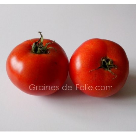 Tomate LANGUEDOCIENNE