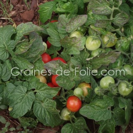 Tomate ROBIN