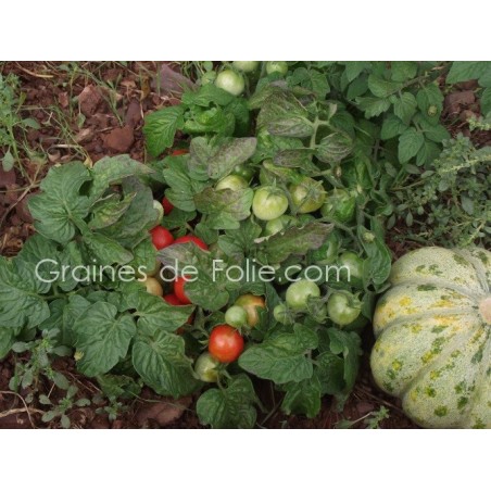 Tomate ROBIN
