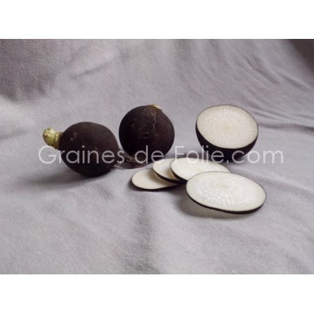 Radis d'hiver NOIR Rond ESPAGNOL