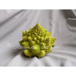 Chou ROMANESCO
