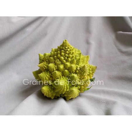 Chou ROMANESCO