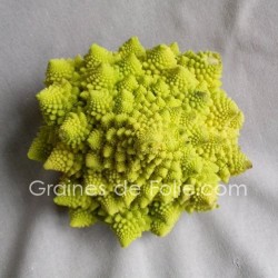 Chou ROMANESCO