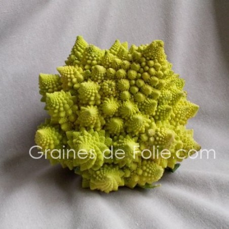 Graines De Chou Romanesco Sur Grainesdefolie Com