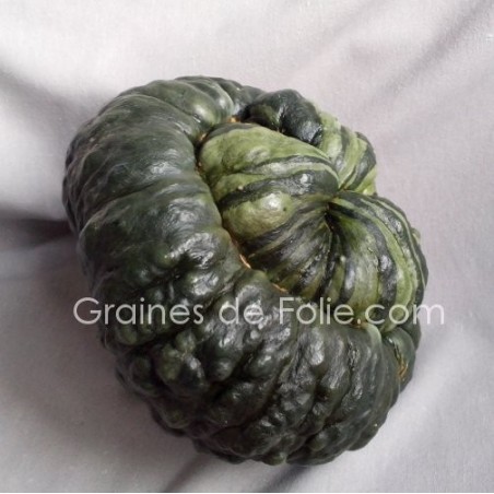 Courge MARINA DI CHIOGGIA
