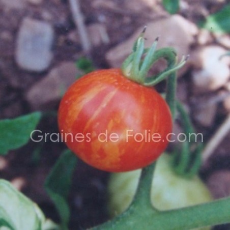 Tomate TIGERELLA
