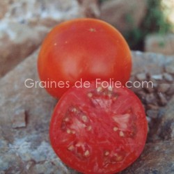 Tomate LANGUEDOCIENNE