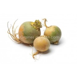 Chou navet RUTABAGA JAUNE