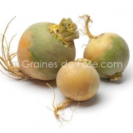 Chou navet RUTABAGA JAUNE