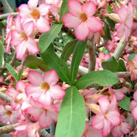 Rose du Désert ADENIUM ARABICUM