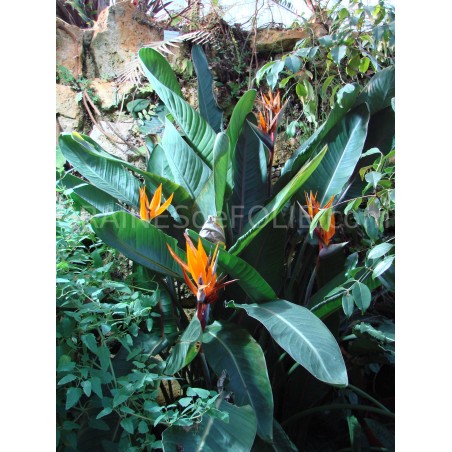 Oiseau de PARADIS Orange et Bleu