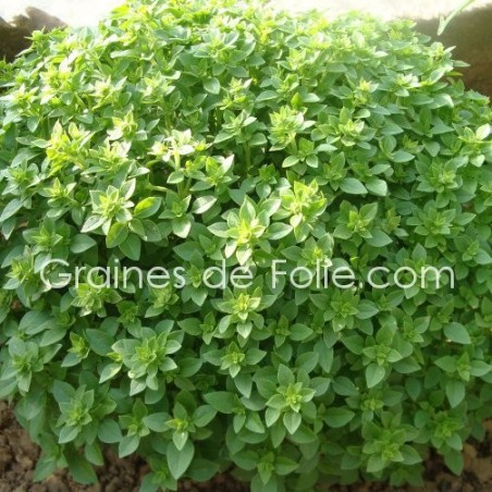 BASILIC GREC