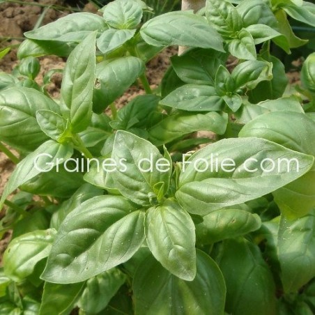 BASILIC MARSEILLAIS