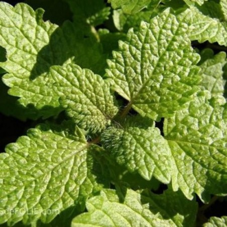 MELISSE OFFICINALE ou CITRONNELLE