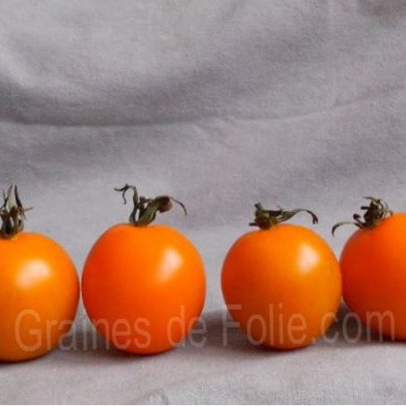Tomate IDA GOLD