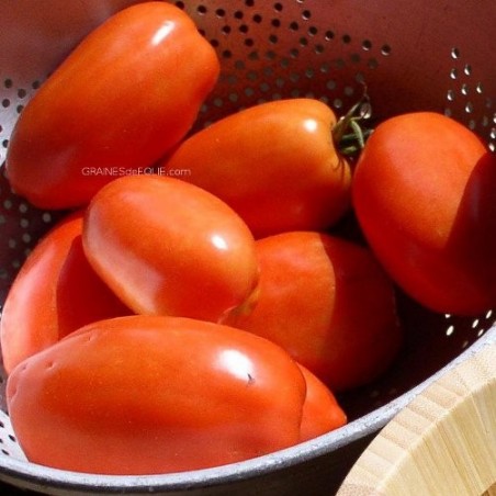 Tomate ROMA