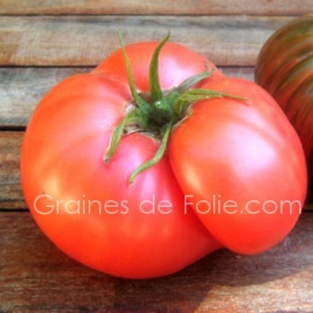 Tomate ROSE de BERNE