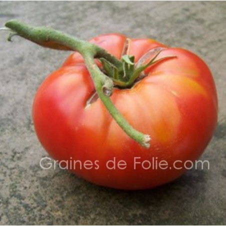 Tomate BRANDYWINE ROUGE BIO