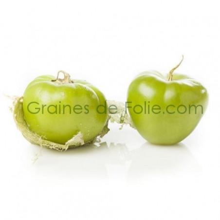 Tomatillo GRANDE RIO VERDE