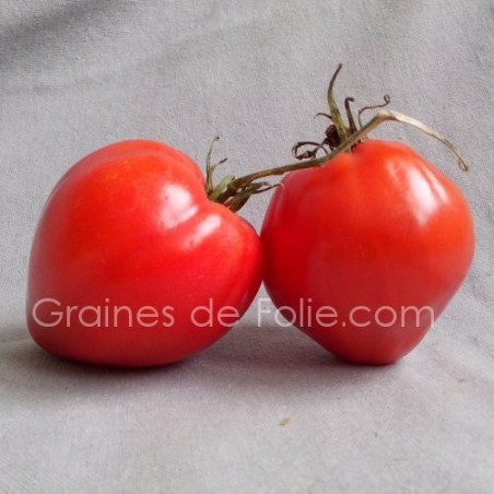 Tomate CUOR DI BUE