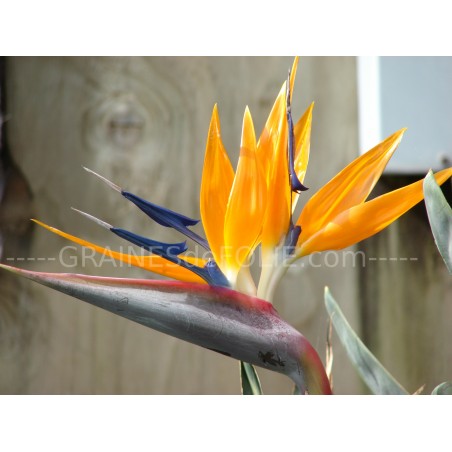 Oiseau de PARADIS Orange et Bleu