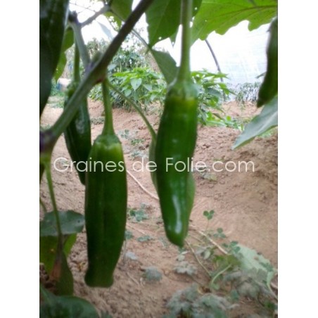 Piment ANAHEIM