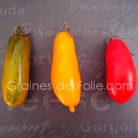 TRIO tomates allongées 