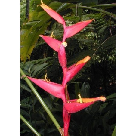 Héliconia SPATHOCIRCINATA