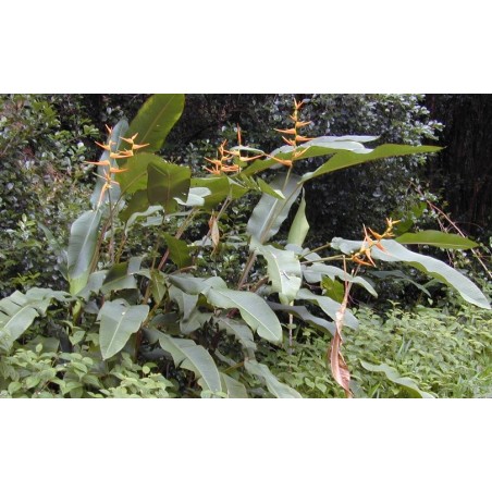 Héliconia LATISPATHA