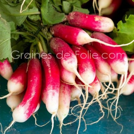 Radis FLAMBOYANT 5