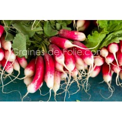Radis FLAMBOYANT 5