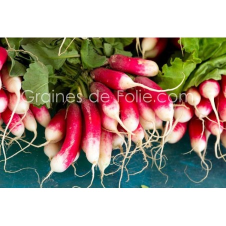 Radis FLAMBOYANT 5