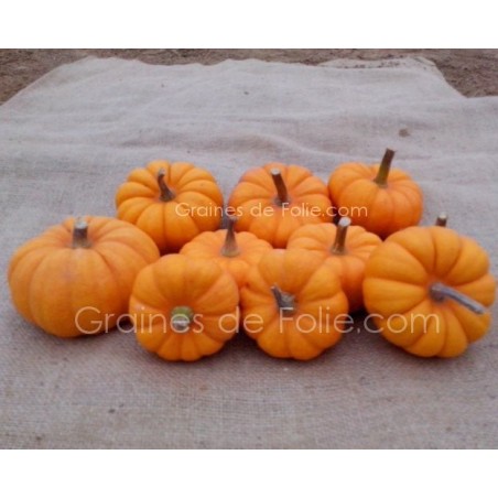 Courge JACK BE LITTLE