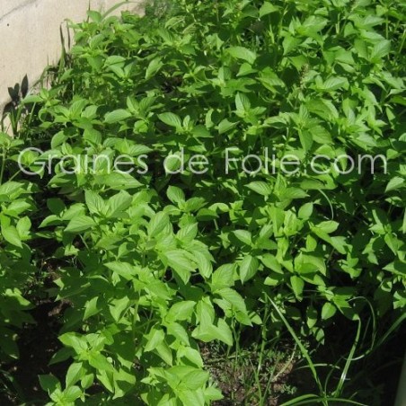 BASILIC CITRON VERT