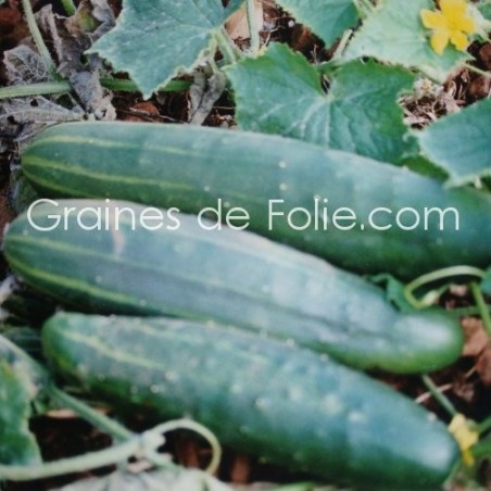 Concombre LE GENEREUX