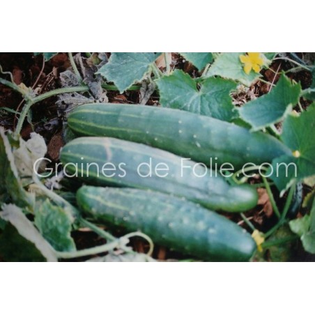 Concombre LE GENEREUX