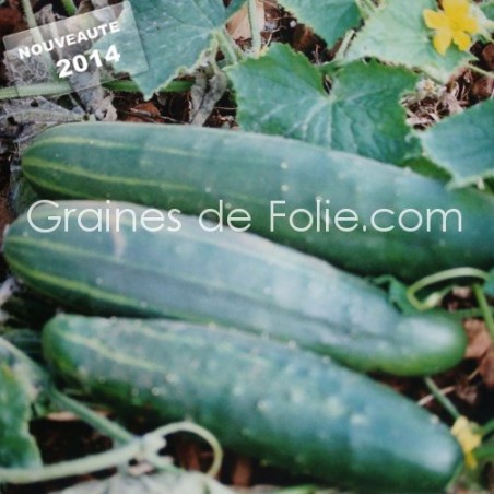 Concombre LE GENEREUX