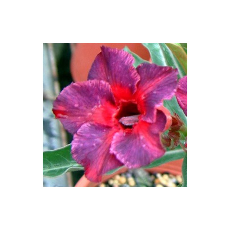 5 Graines Adenium Obesum 'Kaleidoscope' - Rose Du Désert - Plante Succulente à Fleurs - 8
