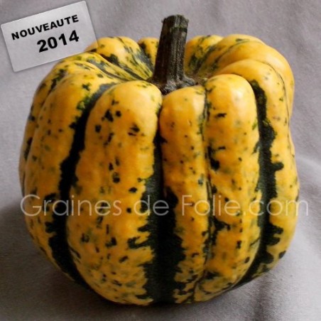 Courge PATIDOU