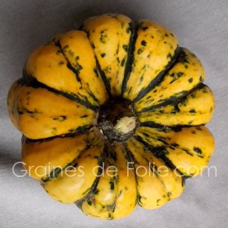 Courge PATIDOU