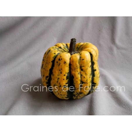 Courge PATIDOU