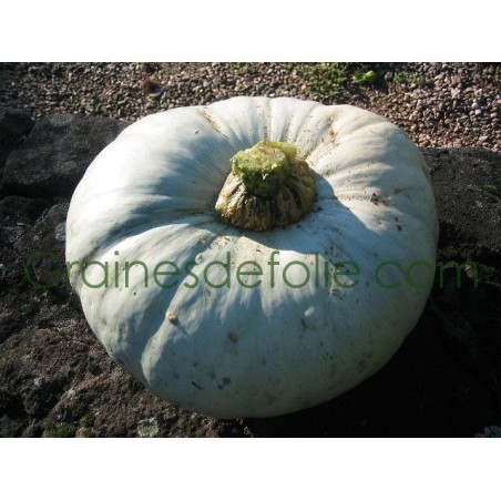 Potiron BLEU de HONGRIE